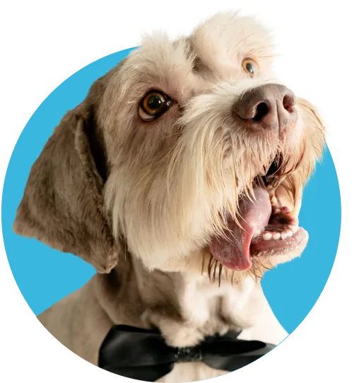 Chowie Sebastian