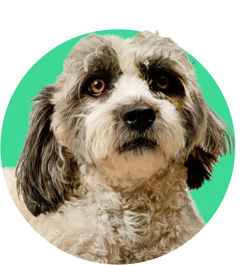 Paco