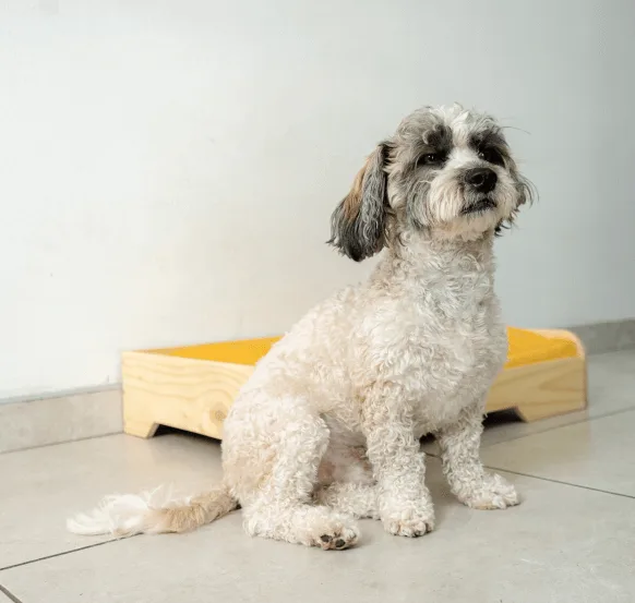 Cama Natural Talla M
