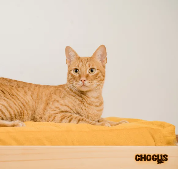 Cama Natural Talla S para Perros o Gatos