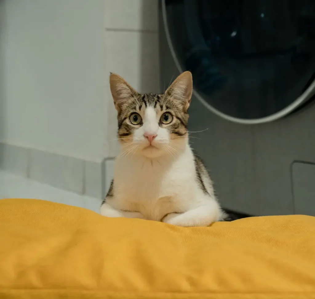 Cama Natural Talla S para Perros o Gatos