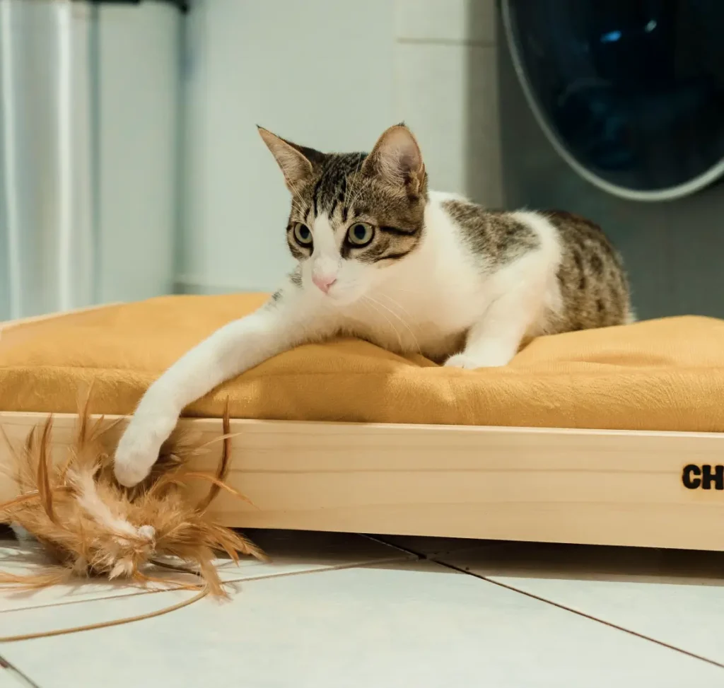 Cama Natural Talla S para Perros o Gatos